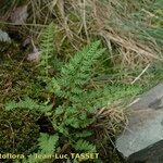 Woodsia ilvensis موطن