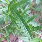 Epilobium tetragonum Leaf