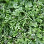 Selaginella stenophylla Лист