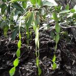 Arthroclianthus angustifolius Fruit