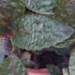 Strobilanthes alternata List