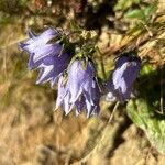 Campanula barbataFlower