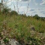 Epilobium brachycarpum Habit