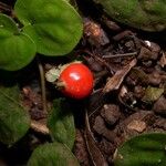 Geophila repens Fruit