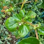 Begonia hirtella Blad