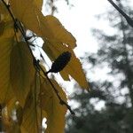 Betula lenta Flower