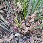 Chamaerops humilisFruit