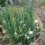 Narcissus papyraceus 整株植物