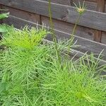 Cosmos bipinnatusBlomma