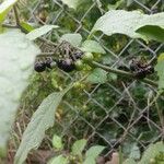 Solanum scabrum Плод