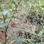 Sesbania sesban Levél