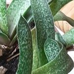 Gasteria acinacifolia Leaf