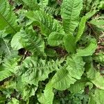 Taraxacum clemens Deilen