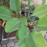 Calathea lutea List