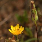 Agoseris heterophylla 花