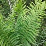 Osmundastrum cinnamomeum Leaf