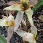 Tulipa turkestanica Flor