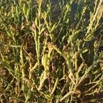 Salicornia perennis Yaprak