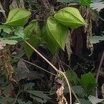 Cardiospermum grandiflorum Mbuma