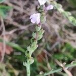 Verbena officinalis 果實