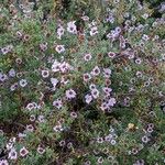 Symphyotrichum ericoides Costuma