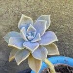 Graptopetalum paraguayenseFiore