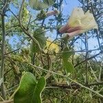 Ipomoea spathulata Habit