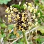 Plantago atrata Flower