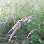 Calamagrostis canescens Цвят