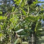 Dalbergia brasiliensis Hoja