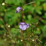 Agalinis tenuifolia 形態