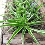 Chlorophytum capenseLeaf