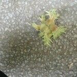 Corylus colurna Hostoa
