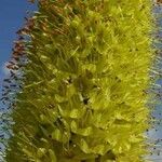 Eremurus stenophyllus Flower