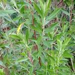 Eupatorium altissimum موطن