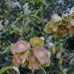 Urvillea uniloba Other