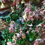 Kalanchoe manginii Цвят