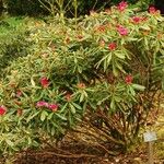 Rhododendron degronianum Habitus