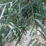 Podocarpus salignus Leaf