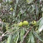 Pyrus elaeagrifolia Fruit