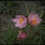 Fritillaria pluriflora Цветок