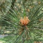 Pinus peuce Leht