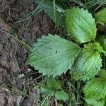 Pilea pumila برگ