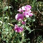 Lathyrus latifoliusBlüte