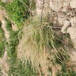 Aristida adscensionis Агульны выгляд