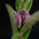 Polygala crotalarioides Habitat