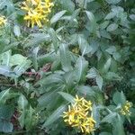 Senecio triangularis Habitat