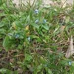 Myosotis minutiflora 花