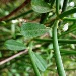 Spartium junceum Leaf