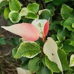 Bougainvillea spp. برگ